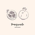 Pomegranate fruit drawing Vector hand drawn garnet fruit. Sketch of pomegranates on white background, Vector icons set