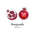 Pomegranate fruit drawing Vector hand drawn garnet fruit, Watercolor colorful pomegranates. Vector icons set