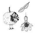 Pomegranate  fruit , flower and leaf graphic illustration set. Hand drawn fresh organic garnet fruit, with blossom and leaf. Royalty Free Stock Photo