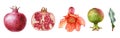 Pomegranate Fruit And Flower Watercolor Set. Hand Drawn Realistic Tasty Garnet Red Fruit. Pomegranate Close Up Elements.