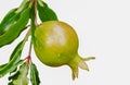 Pomegranate fruit and green leaves.