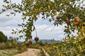 Pomegranate fruit growing on a green branch