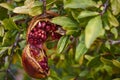 Pomegranate fruit growing on a green branch