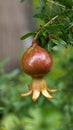 Pomegranate Fruit Hanging