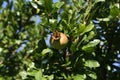 Pomegranate fruit matures on tree in summer Royalty Free Stock Photo