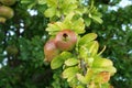 Pomegranate fruit matures on tree in summer Royalty Free Stock Photo