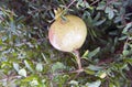 Pomegranate fruit Royalty Free Stock Photo