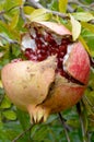 Pomegranate fruit, Punica granatum Royalty Free Stock Photo