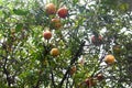 Pomegranate is the fruit of the Punica granatum pomegranate tree common in the Eastern and Middle Eastern Mediterranean where the