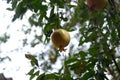 Pomegranate is the fruit of the Punica granatum pomegranate tree common in the Eastern and Middle Eastern Mediterranean where the