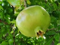Pomegranate Royalty Free Stock Photo