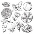 Pomegranate fruit sketch, fresh vegetarian diet set