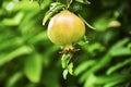 Pomegranate Fruit