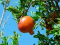 Pomegranate fruit on a tree branch on blue sky background. Royalty Free Stock Photo