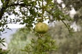 Pomegranate Fruit on Tree Branch after the rain