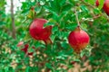 Pomegranate fruit on tree branch,pomegranate fruit garden