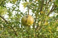 Pomegranate fruit on the tree with green leaves.