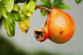 Pomegranate fruit on tree Royalty Free Stock Photo