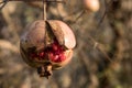 Pomegranate fruit on the tree: very ripe and open fruit, bright