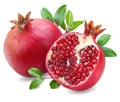 pomegranate fruit vector illustration on white background, very detailed