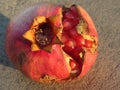 Pomegranate fruit with visible grains . Shooted at golden hour