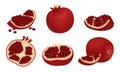 Pomegranate Fruit Whole and Sectioned with Many Seeds Inside Vector Set