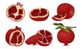 Pomegranate Fruit Whole and Sectioned with Many Seeds Inside Vector Set