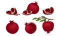 Pomegranate Fruit Whole and Sectioned with Many Seeds Inside Vector Set