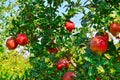 pomegranate fruits Cultivation of India ,anar garden view,pomegranate fruits close up view,red pomegranate fruits on indian farm