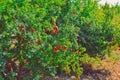 pomegranate fruits Cultivation of India ,anar garden view,pomegranate fruits close up view,red pomegranate fruits on indian farm,