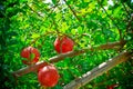 pomegranate fruits Cultivation of India ,anar garden view,pomegranate fruits close up view,red pomegranate fruits on indian farm,