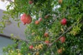 Pomegranate with fruits in the fall. Beautiful tropical tree background. A nice day at the end of summer in the garden. Blurred Royalty Free Stock Photo