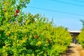 pomegranate fruits garden view pomegranate fruitsCultivation,pomegranate fruits cultivation beautiful view