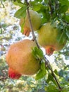 Pomegranate fruits in tree