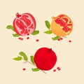 Pomegranate Fruits vector.