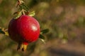 A single, red, mature, ripe pomegranate fruit hangs from a tree during harvest season in an orchard. Royalty Free Stock Photo