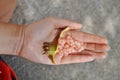 Pomegranates edible seeds on a teenager`s palm