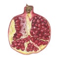 Pomegranate Half. Watercolor botanical illustration of red Fruit with seeds. Hand drawn clip art on isolated white