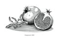 Pomegranate hand drawing vintage clip art isolated on white back