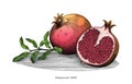 Pomegranate hand drawing vintage clip art isolated on white back
