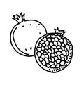 Pomegranate hand drawn illustration
