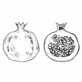 Pomegranate. Hand drawn ink vector illustration