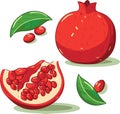 Pomegranate Hand drawn Vector. Pomegranate whole fruit and half sliced