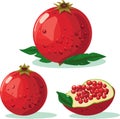 Pomegranate Hand drawn Vector. Pomegranate whole fruit and half sliced