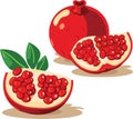 Pomegranate Hand drawn Vector. Pomegranate whole fruit and half sliced