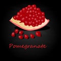 Pomegranate hand drown vector illustration isolated on black background