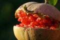 Pomegranate Royalty Free Stock Photo
