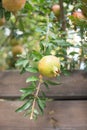 Pomegranate hanging on a branch