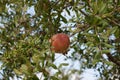 A pomegranate hanging on a tree Royalty Free Stock Photo