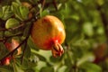 Pomegranate hanging on a tree Royalty Free Stock Photo